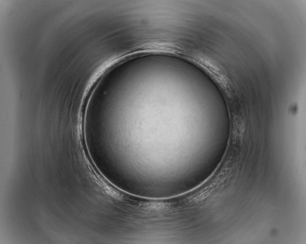 X0000100961188200807011325