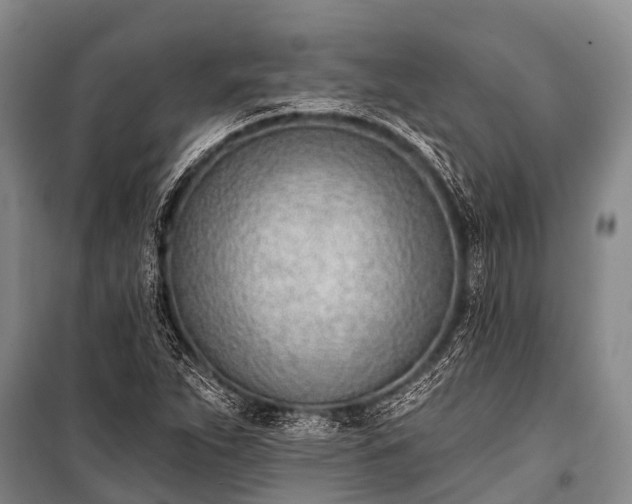X0000100961263200807011324