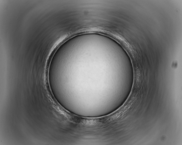 X0000100961278200807011323