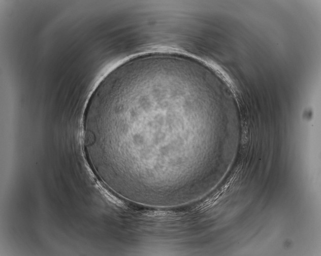 X0000100961287200807011323