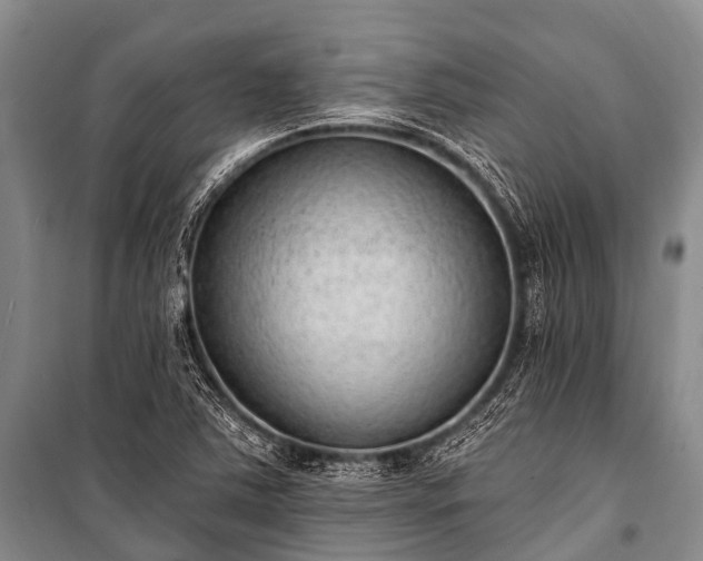 X0000100961363200807011322