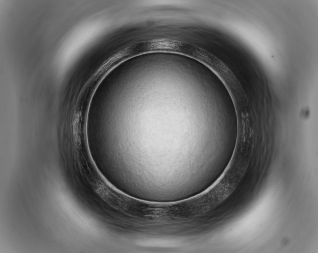 X0000100961438200807011321