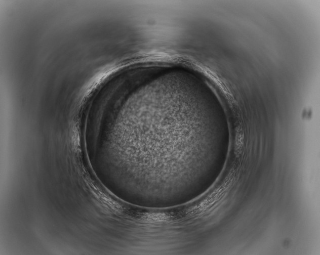 X0000100961455200807011321