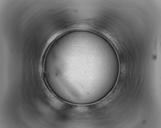 X0000100961466200807011320