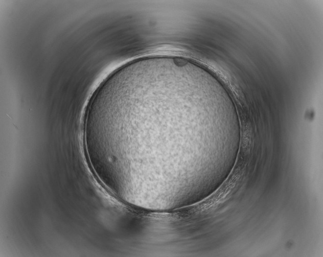 X0000100961478200807011320