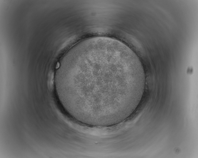 X0000100960024200807081252