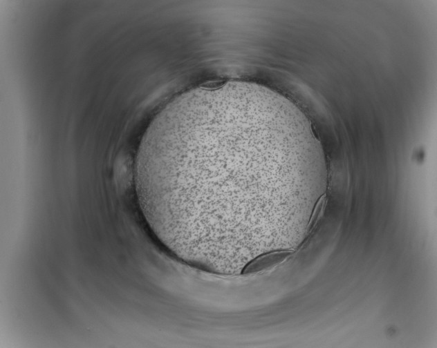 X0000100960043200807081252