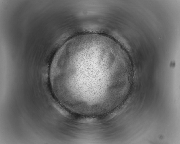 X0000100960065200807081251