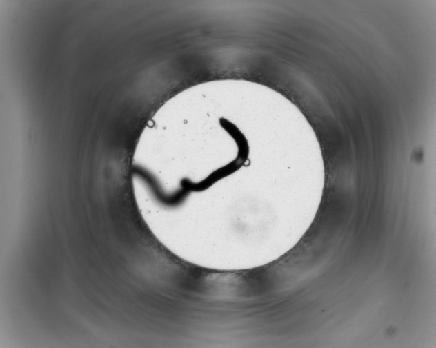 X0000100960133200807081250