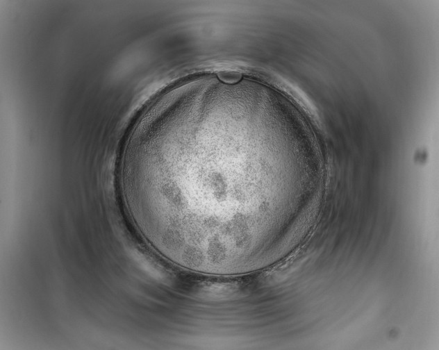 X0000100960155200807081250