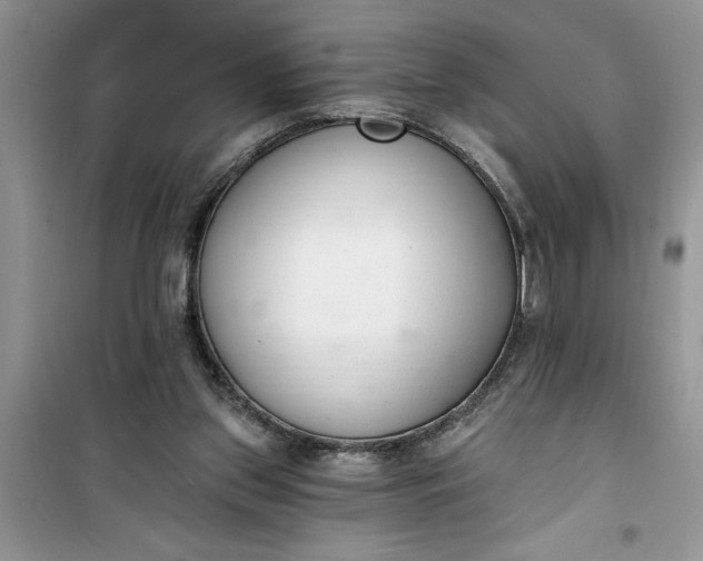 X0000100960157200807081250