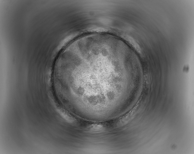 X0000100960159200807081250