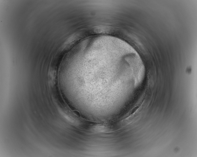 X0000100960171200807081250