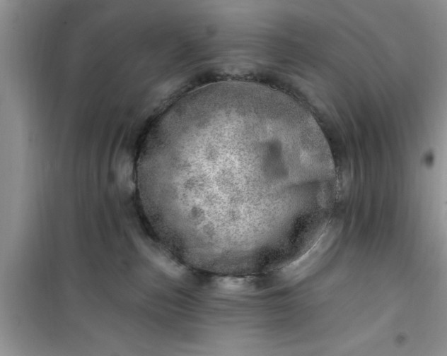 X0000100960187200807081250