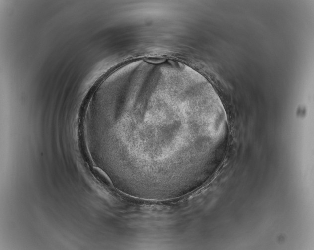 X0000100960242200807081248