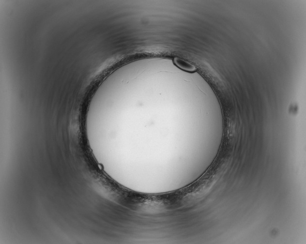 X0000100960256200807081248