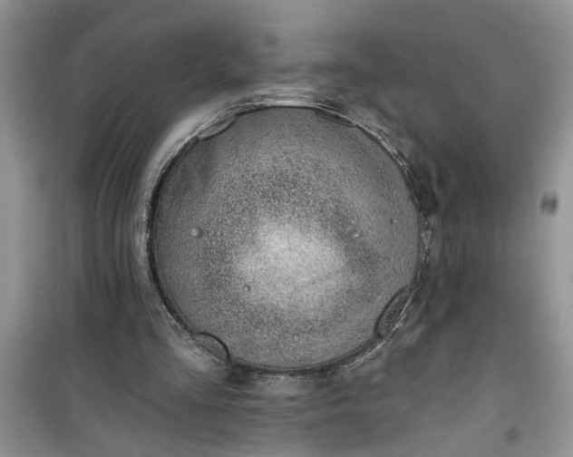 X0000100960293200807081248