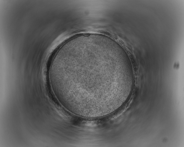 X0000100960295200807081248