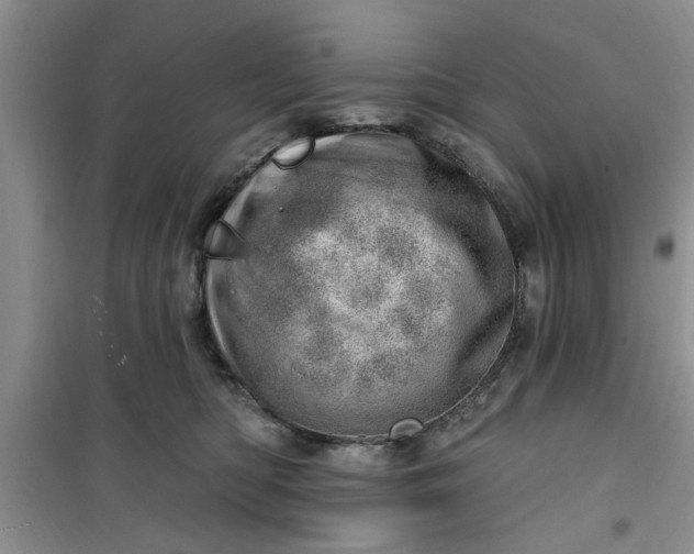 X0000100960422200807081246