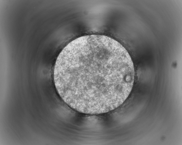 X0000100960423200807081246