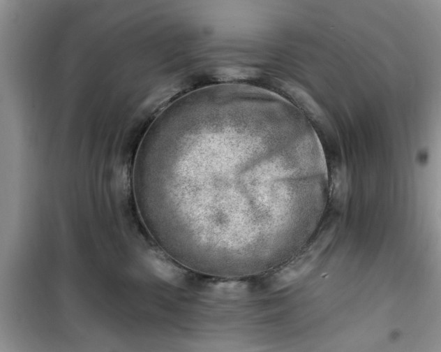 X0000100960426200807081246