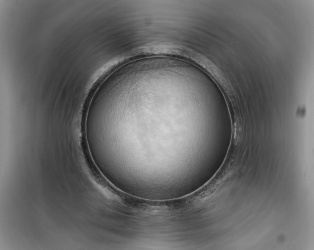 X0000100960438200807081245