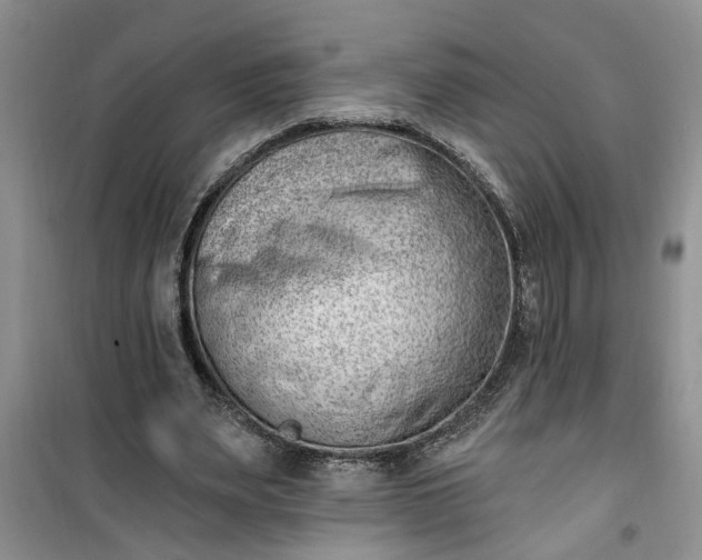 X0000100960487200807081245