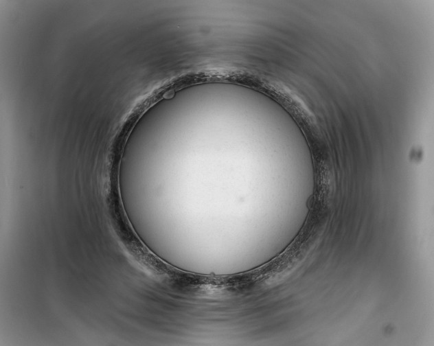 X0000100960496200807081245