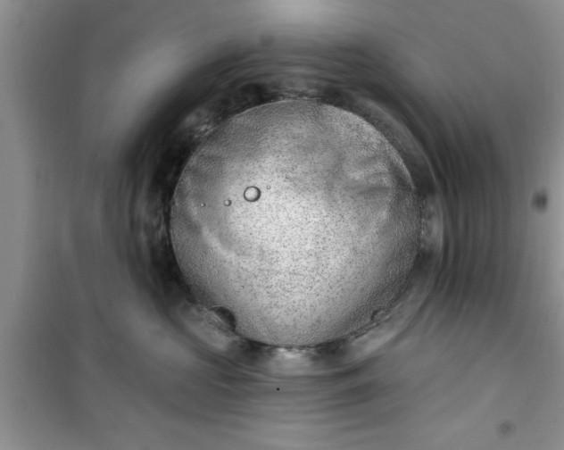 X0000100960573200807081244