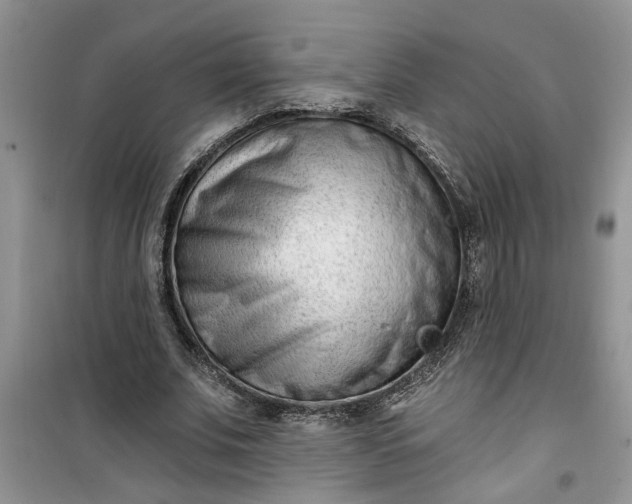 X0000100960679200807081242