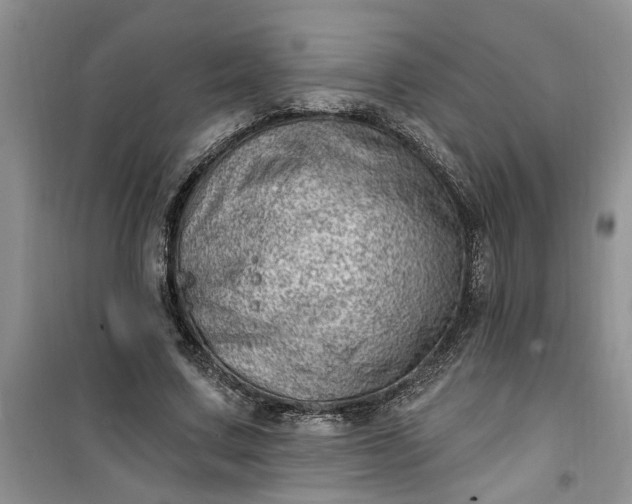 X0000100960683200807081242