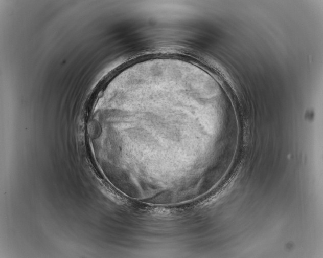 X0000100960827200807081240