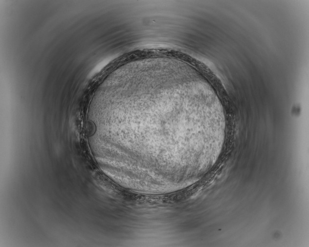 X0000100960871200807081239