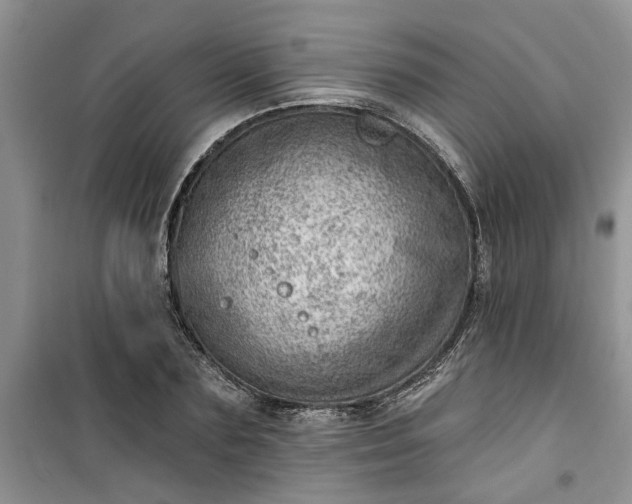 X0000100960883200807081239