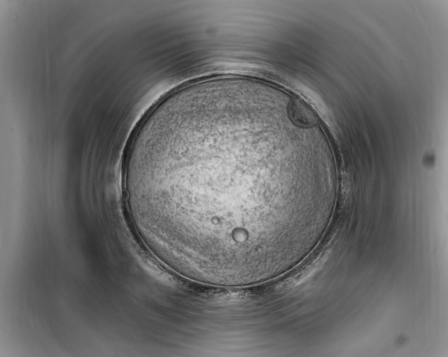 X0000100960891200807081239