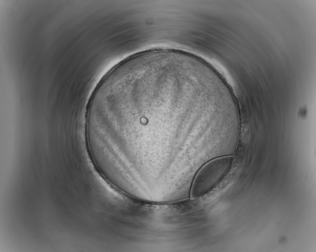 X0000100960903200807081239