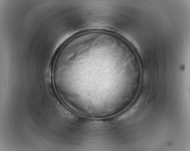 X0000100960925200807081238