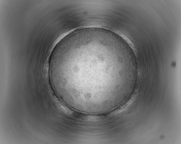 X0000100960933200807081238