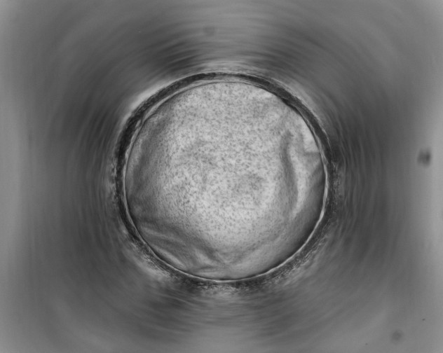 X0000100960971200807081238