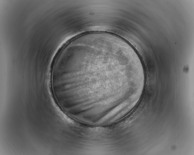 X0000100960992200807081237