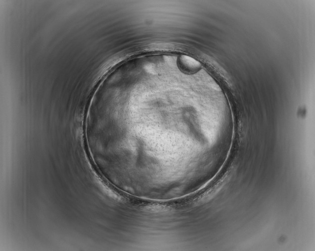 X0000100961033200807081237