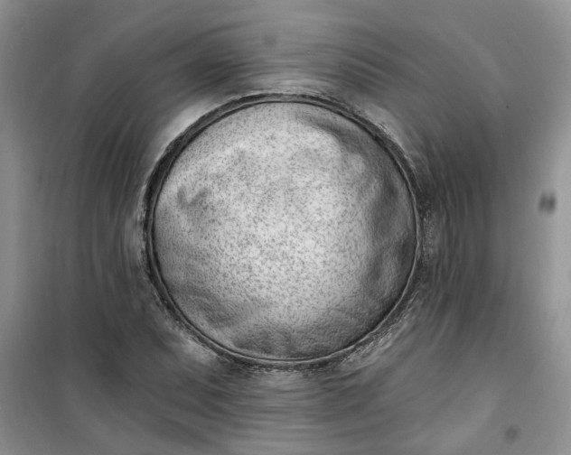 X0000100961071200807081236