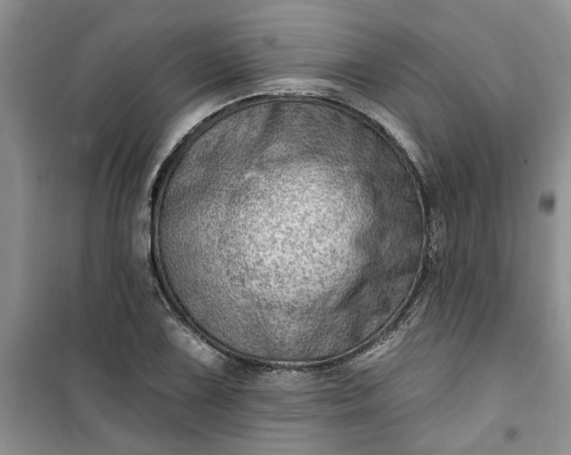 X0000100961075200807081236