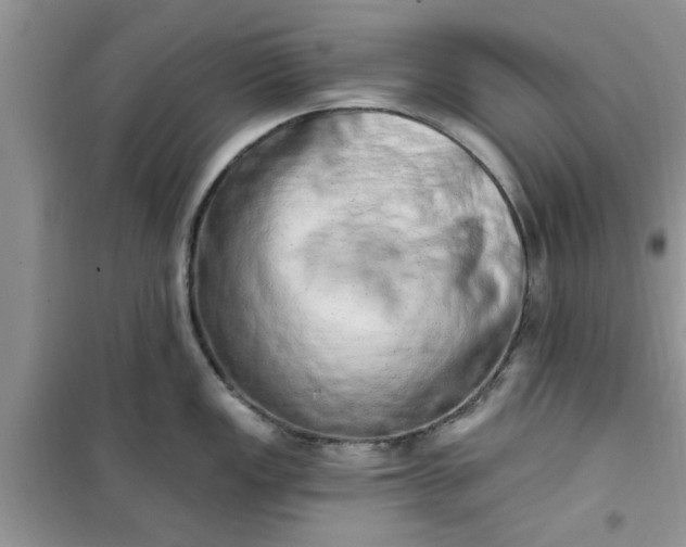 X0000100961149200807081236