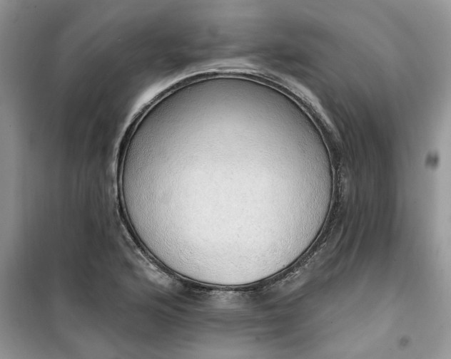 X0000100961176200807081235