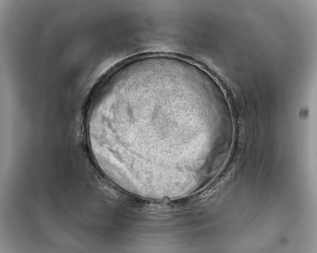 X0000100961215200807081234