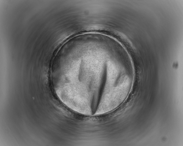 X0000100961217200807081234