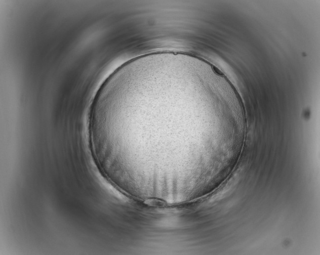 X0000100961243200807081234