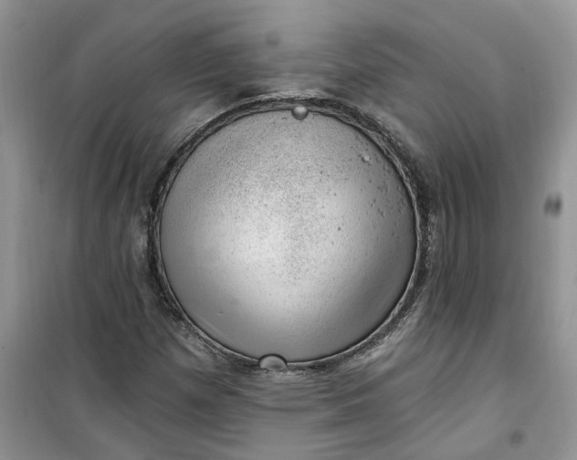 X0000100961257200807081233