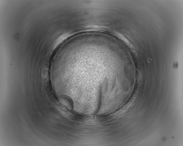 X0000100961259200807081233